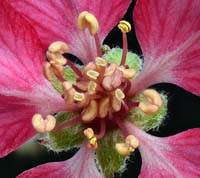 Rød æbleblomst med støvfang og støvknapper